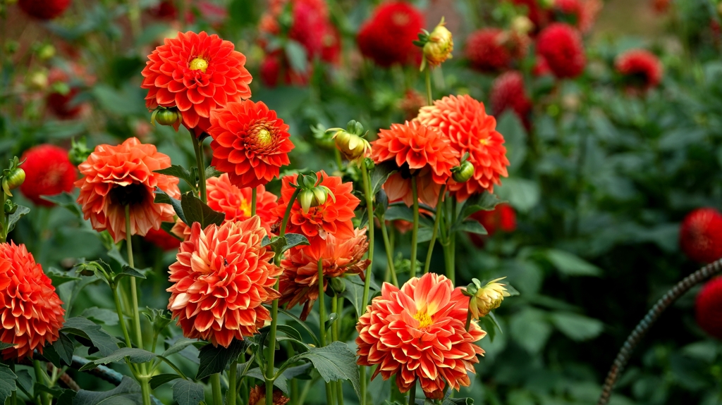 旬の花～ダリア