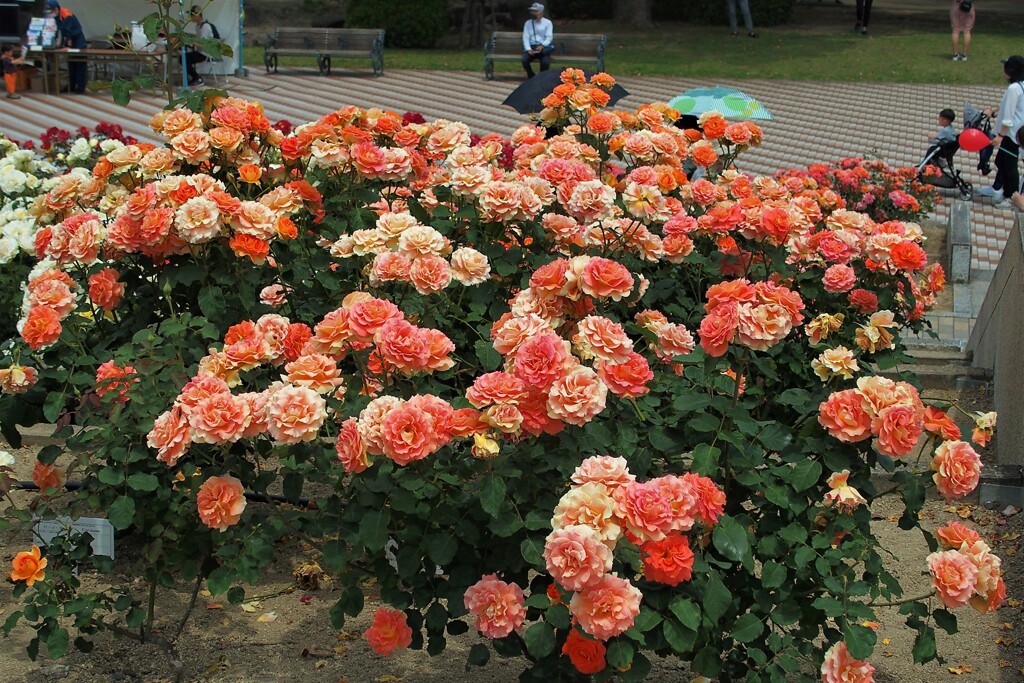 緑町公園の薔薇
