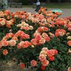 緑町公園の薔薇