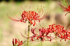 誰もが知っている花～彼岸花