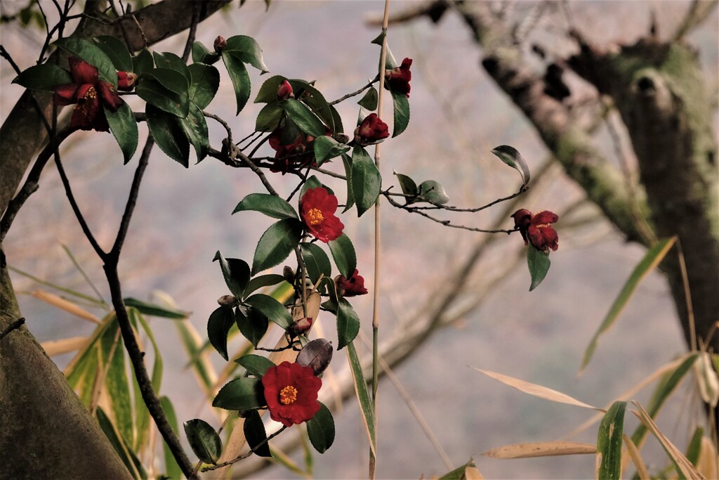 山茶花咲く冬景色～