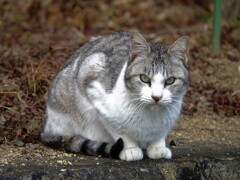 カメラ目線のニャンコ～