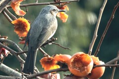あー食った食った～