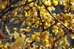 咲き誇る冬の花～