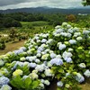 高原の紫陽花～