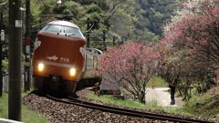 やくも花桃の里を通過～
