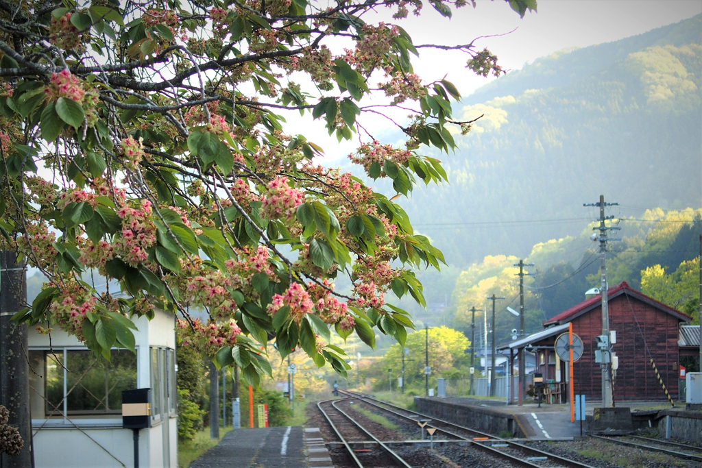 サトザクラ（御衣黄）咲く駅～芸備線・矢神駅