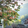 サトザクラ（御衣黄）咲く駅～芸備線・矢神駅