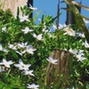 Spring star flower　花韮　１