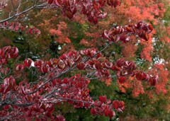 花水木と楷の紅葉