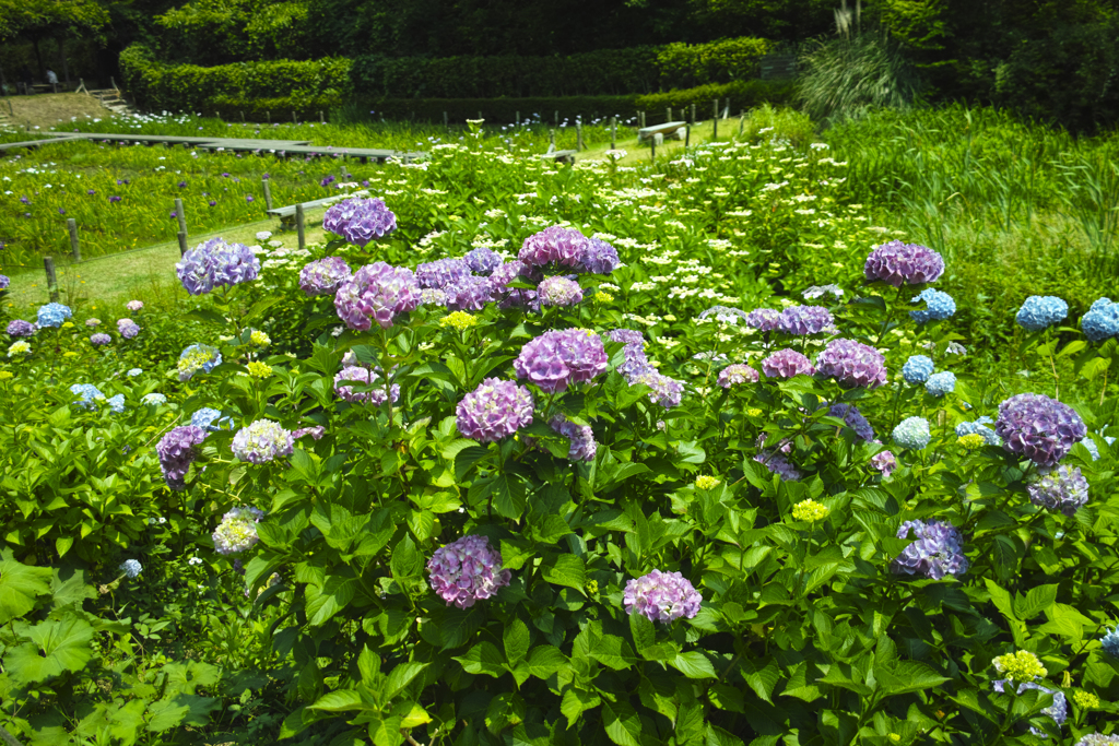 紫陽花咲く公園～