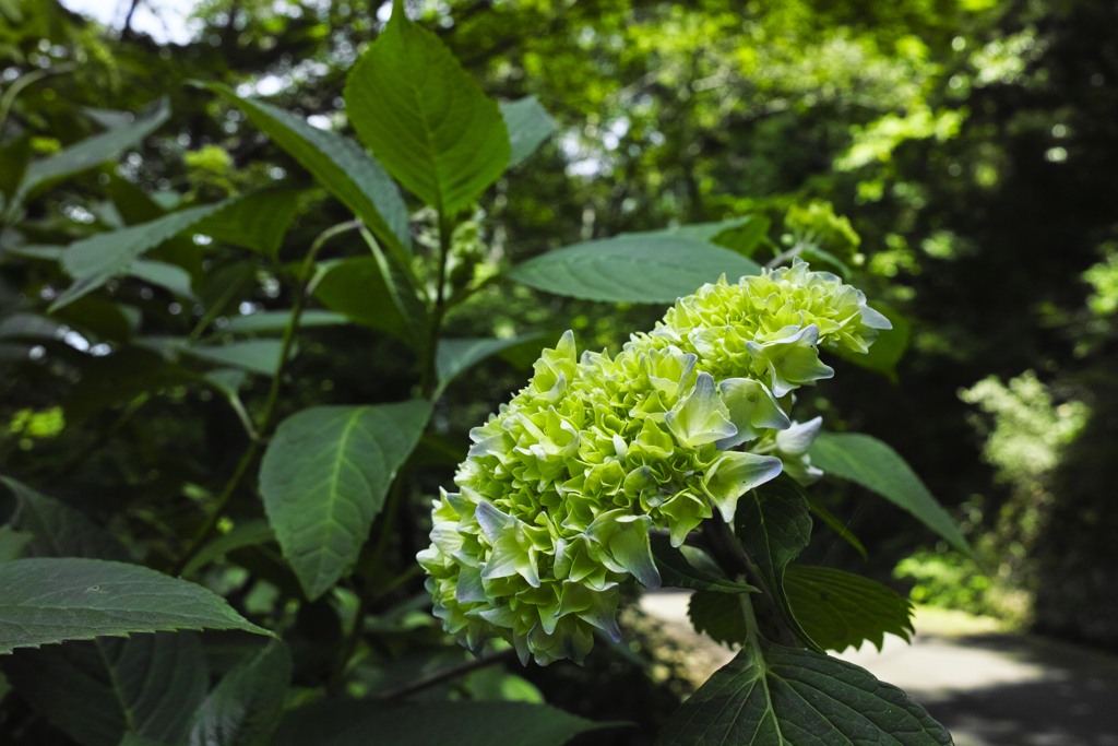 咲きはじめた紫陽花～