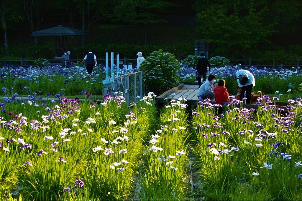夕暮れ間近～花菖蒲咲く春日池公園