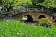 菅原神社～眼鏡橋と杜若　１