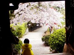 鞆の浦　医王寺の桜