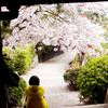 鞆の浦　医王寺の桜