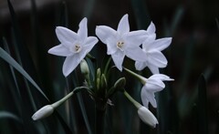 咲きはじめた白花水仙