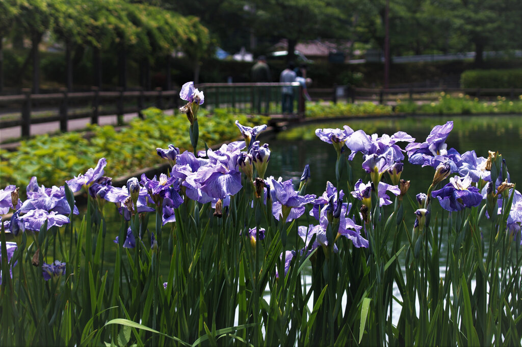 あやめ咲く公園にて～