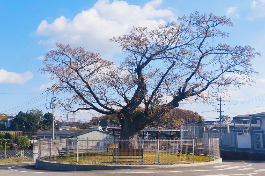 せんだん（栴檀）の巨木