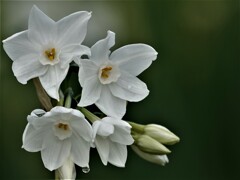 白花水仙～ペーパーホワイト