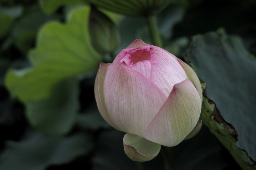 大濠公園の蓮