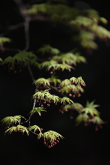 桜もいいけど