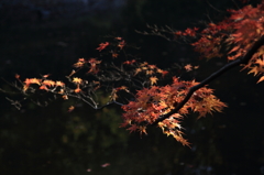 紅葉の枝