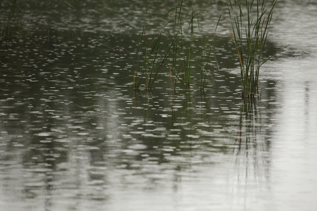 最後の雨