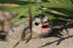 夏の赤ちゃん