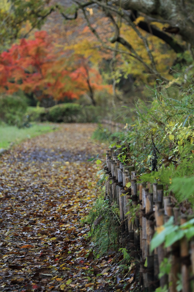 竹垣の小路