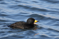 珍鳥さんは歯が命