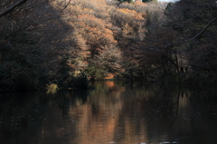 いつもの公園の飽きない風景