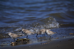 春の海辺で