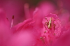 綺麗な花には・・・