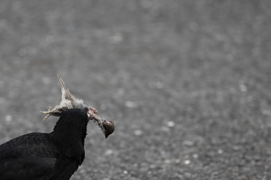 【閲覧注意：カラスがスズメを食べてます】野生ということ－１