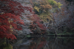 池と枯れ木と紅葉と泪