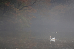 靄のかかる池