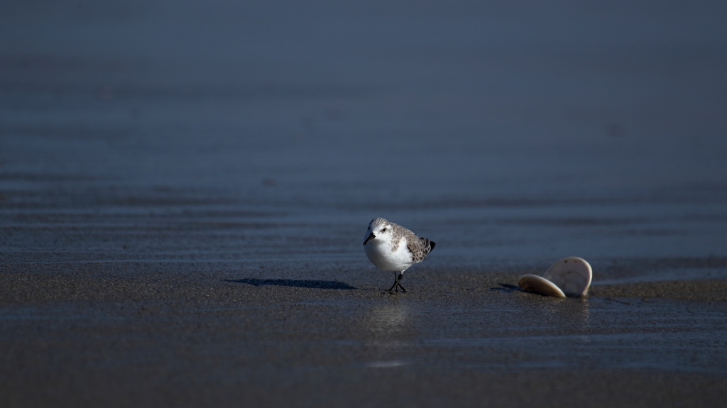 貝殻の傍を