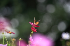 花を撮ったら違うものが写った件‐１