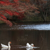 残紅と白