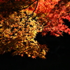 照らされて