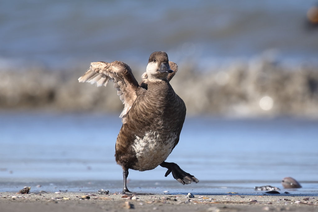 みんなの野鳥図鑑 31 By ラボ Id 写真共有サイト Photohito