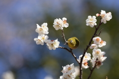 梅の季節