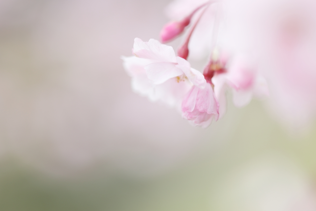 曇り時々桜