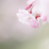 曇り時々桜