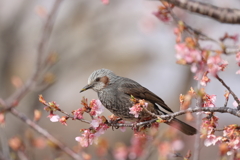 何となくイケメン
