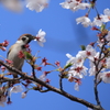 桜風車-2