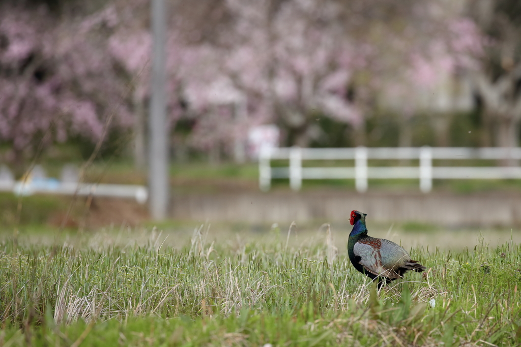 国鳥の花見