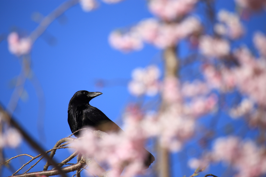 カラスも花見