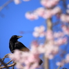 カラスも花見